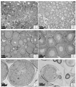 Fig. 5. Photomicrographs of the ovaries at different stage of maturity of G. macrocephalus