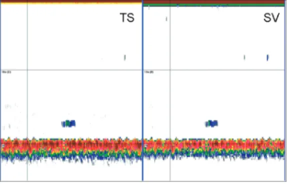 Fig. 8. Fluctuation of in situ TS at free swimming state using single target detection.