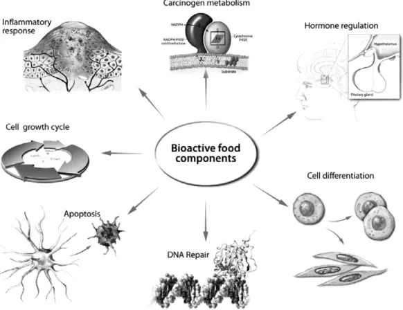 Fig. 6. Bioactive food components can influence genetic and epigenetic events associated with a host of disease processes.
