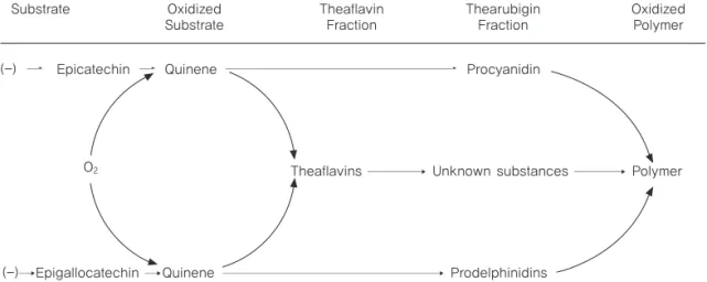 Fig. 4. Pathways for the oxidation and polymerization of tea flavanols