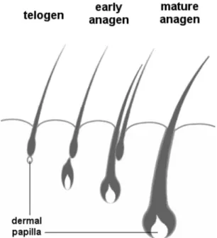 그림  7.  휴지  telogen 에서 성장  anagen 으로 전환하는 휴지 모낭