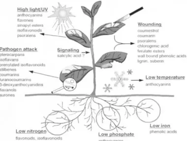 Fig. 3.  Biosynthesis of plant stress hormones through the octadecanoid pathway