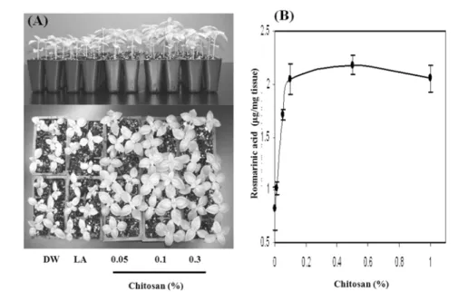 Fig. 4.  Effect of chitosan treatment on growth (A) and rosmarinic acid content (B) of sweet basil