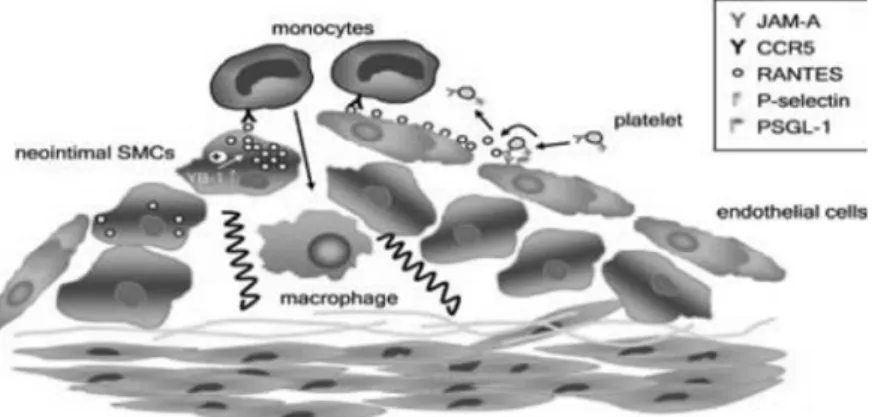 그림 5.  RANTES/CCR1/CCR5 의 역할 ( 출처 : Schober A, Arterioscler Thromb Vasc Biol, 2008)