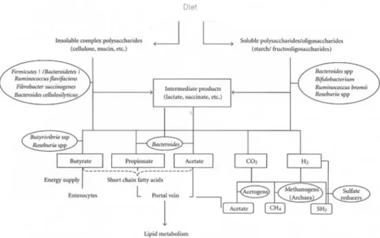 그림 1. 장내  ecosystem 에서 식이 다당체의 주된 대사 경로  ( 출처 : Y.Sanz et al, 2008)