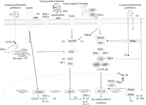 그림 2. 체내 면역 체계와 장내 미생물의 연관으로 발생하는  signaling pathway ( 출처 : Y.Sanz et al, 2008)