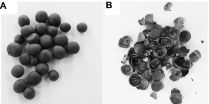 Fig. 1. Green tea seed (A) and green tea seed shell (B).