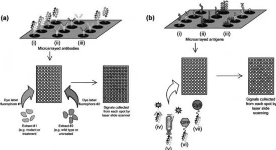 Fig. 2.  Antibody and antigen microarray