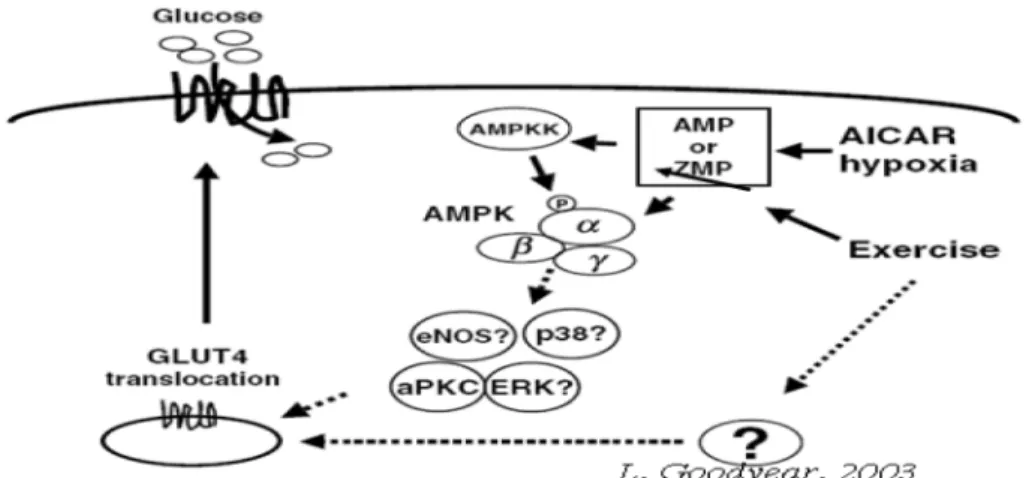 Fig. 4.   Insulin independent signaling pathways