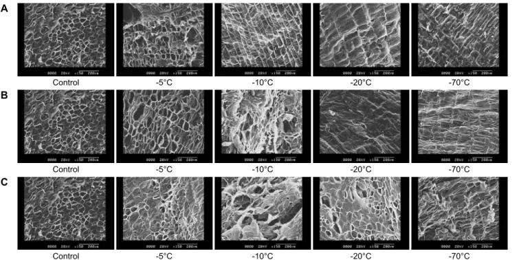 Fig. 4. Scanning electron microscopy (SEM) pictures of Platycodon  grandiflorum with different freezing temperature and number  of process; (A) once, (B) twice, and (C) thrice.
