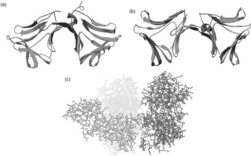 Fig. 2.  Representative neoculin structures under two protonation conditions and the docking model between neoculin and hT1R2-T1R3, generated by molecular dynamics simulation