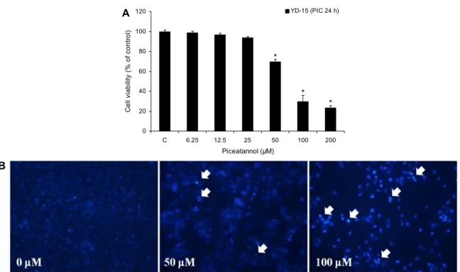 Fig. 2. The effect of piceatannol on cell viability and DAPI staining. (A) YD-15 cells were treated with piceatannol (0, 6.25, 12.5,  25, 50, 100, and 200 μM) for 24 h, and cell viability determined by MTT assay
