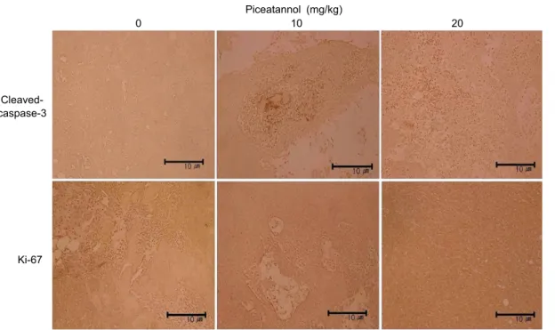 Fig. 6. Effect of piceatannol on expressions of caspase protein and cell proliferation markers