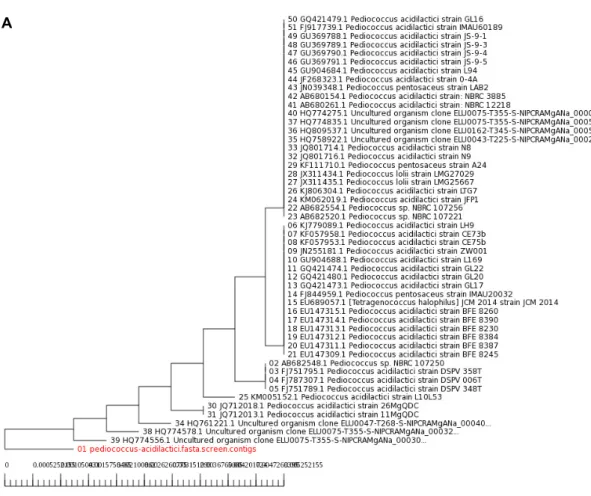 Fig. 2. Phylogenetic trees of CL-1 related to Pediococcus acidilactici (A) and CL-2 related Lactobacillus  sakei  (B).