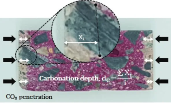 Fig.  1  Schematic  diagram  of  measurement  of  the  carbonation  depth  using  phenolphthalein  indicator 또한,  장기  재령에서의  탄산화  깊이를  예측하하 기  위해  옥외  탄산화  실험에서  측정된  탄산화  깊 이와  아래의  식(1)을  이용  하였으며,  식(1)에서    는  탄산화  깊이,  α는  탄산화  속도계수,   은  탄산화  환