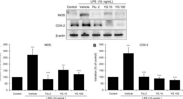Fig. 3. Effect of YG-1 on production of COX-2 and iNOS proteins in LPS-induced RAW 264.7 cells