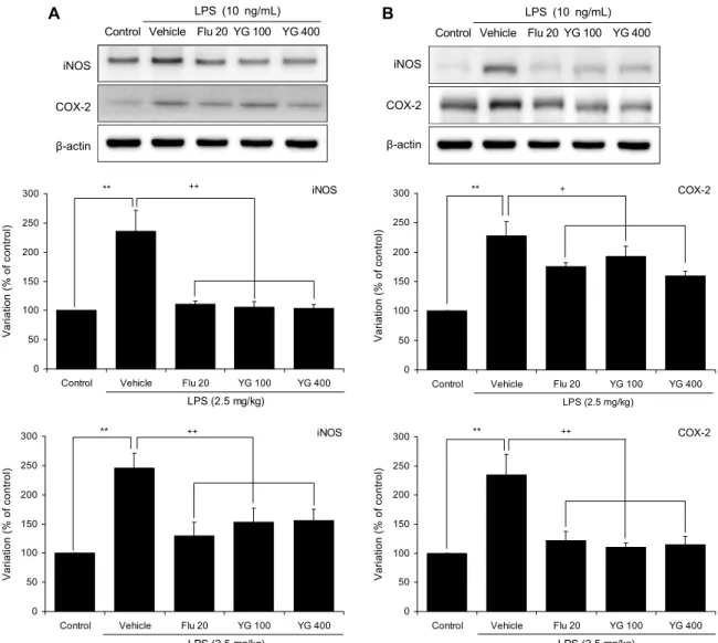 Fig. 6. Effect of YG-1 on production of iNOS and COX-2 proteins in LPS-treated rat pineal glands