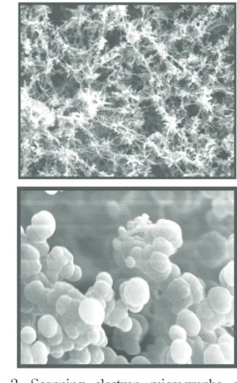 Fig.  2.  Scanning  electron  micrographs  of  Fe-  induced  cold  gels  of  blactoglobulin: 