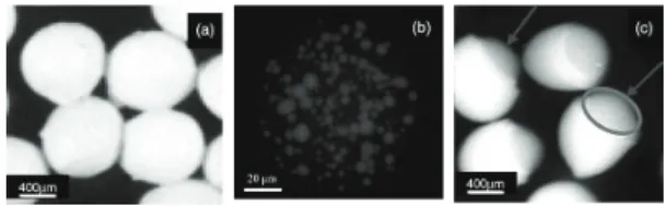 Fig  3.  Fluorescent  micrographs  of  food-protein-based  microparticles:  (a)  microbeads  (1–-2  mm); 