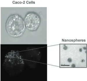 Fig  4.  Images  of  Caco-2  cells  after  incubation  alone  (top)  or  in  the  presence  of  FITC-labelled  nanospheres  (bottom)