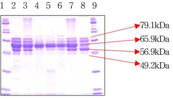 그림 5. SDS-PAGE  patterns  of  water  soluble  protein  of  royal  jelly  complexed  in  chitosan-protein  nano-  and  microspheres
