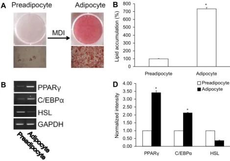 Fig. 2. Change of mRNA PPARγ, C/EBPα,  HSL, and lipid accumulation after  differenti-ation