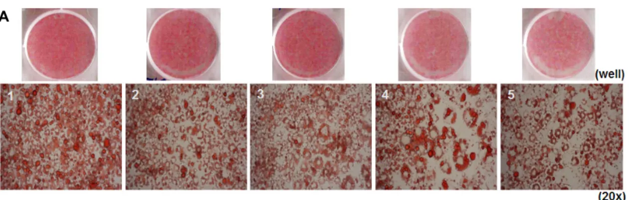 Fig. 5. Expression of PPARγ, C/EBPα,  AMPK phosphorylation by black ginseng  from water and ethanol extracts