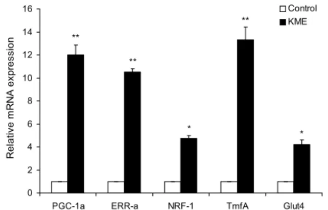 Fig. 5. Enhanced glucose uptake in KME-treated C2C12 my- my-otubes. C2C12 myotubes were incubated with the indicated  con-centration of KME for 24 h
