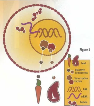 Fig.  1.  Bioactive  ingredients  directly  from  food  pass  through  our  cells  into  the  nucleus,  where  they  interact  with  DNA  to  effect  transcription  of  RNA  and  ultimately  translation  of  proteins