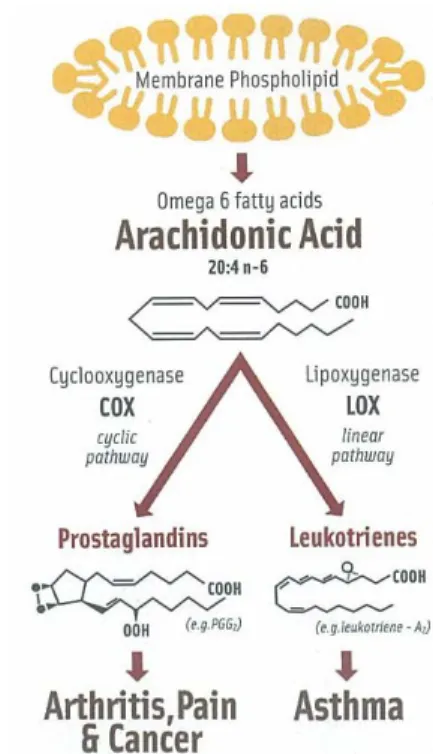 Fig.  2.  Pro-inflammatory  metabolic  pathway.  An  excess  or  imbalance  of  omega-6  fatty  acids  alters  many  physiological  functions  and  affects  the  onset  or  progression  of  many  disease  states,  through  conversion  to  prostaglandins  a