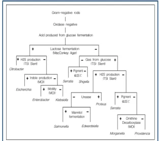 Fig.  1.  Biochemical  differentiation  of  Entero-  bacteriaceae  family