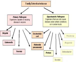 Fig.  2.  Enterobacter  sakazakii  as  an  opportunistic  pathogens