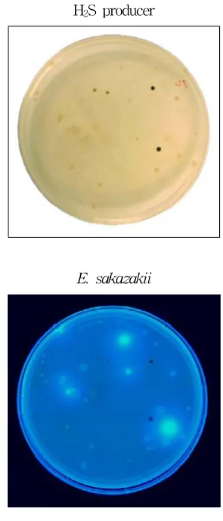 Fig.  3.  OK  medium  developed  for  E.  sakazakii  isolation  and  differentiation.  E