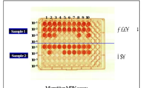 Fig.  4.  Microtiter  MPN  assay.  Two  samples  were  enumeratied  on  96-well  microtiter  plate