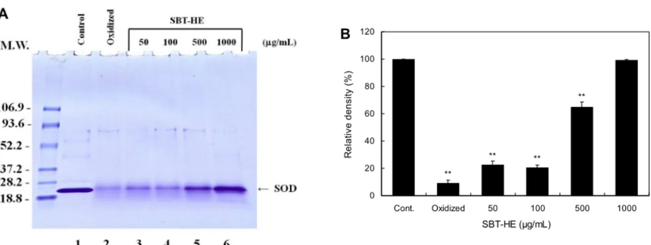Fig. 6. Protective effects of fermented sea buckthorn leaves with H. erinaceum mycelium (SBT-HE) on oxidative modification  of Cu,Zn-SOD induced by peroxyl radical