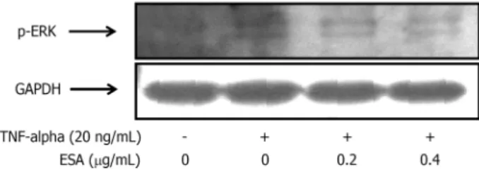 Fig. 4. Inhibitory effect of ESA on the p-ERK protein levels in TNF-α induced MDA-MB-231 cells
