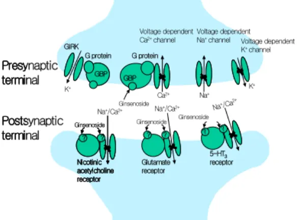Fig. 2. The  hypothetical  scheme  on  site(s)  of  ginsenoside  action  in  neuronal  cells