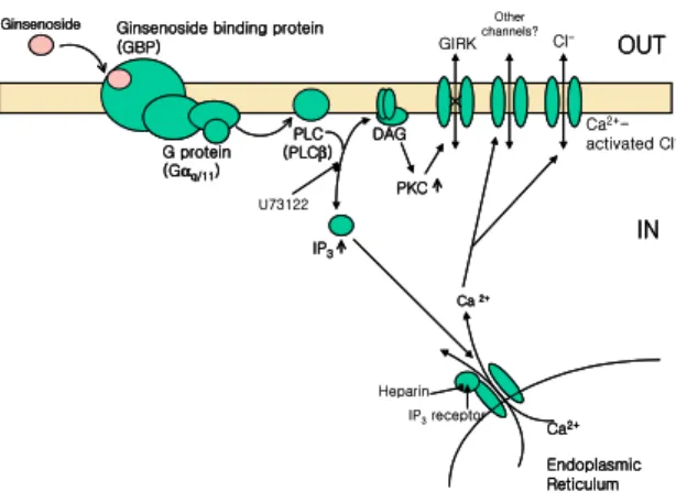 Fig. 3. The  hypothetical  scheme  on  site(s)  of  ginsenoside  action  in  Xenopus  oocytes