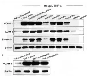 Fig.  3.  Effects  of  flavonoids  on  the  expression  levels  of  cell  adhesion  molecules  in  TNF-α-stimulated  HUVEC