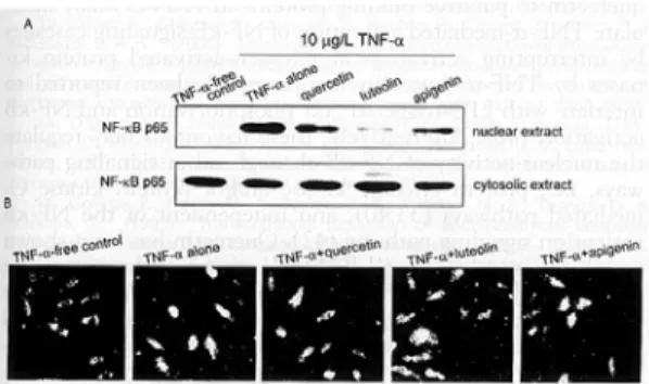 Fig. 7. Effects  of  quercein,  luteolin,  and  apigenin  on  translocation  of  NF-κB  p65  in  TNF-α -treated  HUVEC