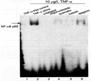 Fig. 8. Effects  of  flavonoids  on  the  activation  of  NF- NF-κB  in  TNF-α-treated  HUVEC