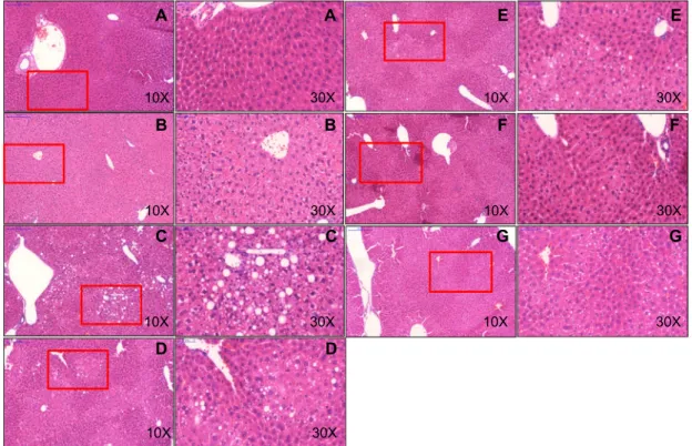 Fig. 3. Histologic analysis of liver tissue in chronic ethanol-induced fatty liver model