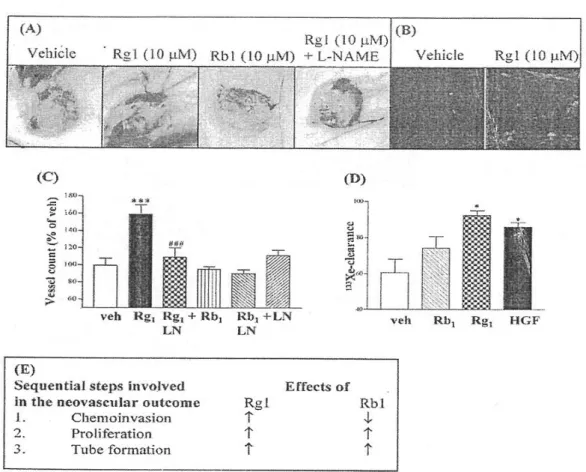 Fig.  4.  Effects  of  Rg1  and  Rb1  on  neovascularization  of  a  polyether  polyurethane  scaffold  in  mice