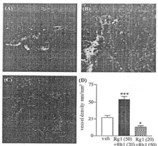 Fig. 5. Effects  of  extracts,  reconstituted  with  defined  ratio  of  Rg1  and  Rb1,  on  angiogenesis  in  a  murine  Matrigel  implant