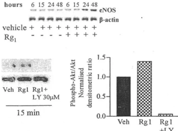 Fig. 6. Effect  of  Rg1  on  NOS-III  expression  and  activation  of  PI3K  pathway.  Top,  Injured  HUVECs  were  treated  with  vehicle  or  Rg1  and  were  lysed  in  sample  buffer  under  reducing  conditions  at  defined  time  points
