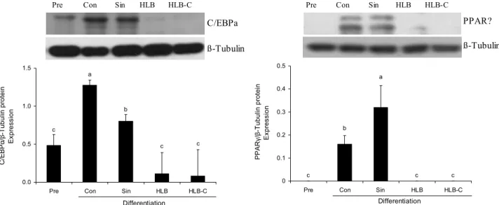 Fig. 4. Effects of HLB and HLB-C on adipogenesis-related protein expression of C/EBPα and PPARγ