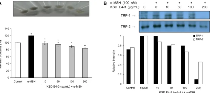 Fig. 3. Inhibitory effects of KSD E4-3 on melanin biosynthesis. (A) Melanin contents were determined in B16F10 cells treated  with KSD E4-3 or α-MSH for 48 hr