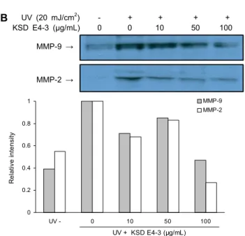 Fig. 4. Inhibitory effect of KSD E4-3 on MMPs. HaCaT cells  were treated with KSD E4-3, followed by exposure to 20  mJ/cm 2  of UV