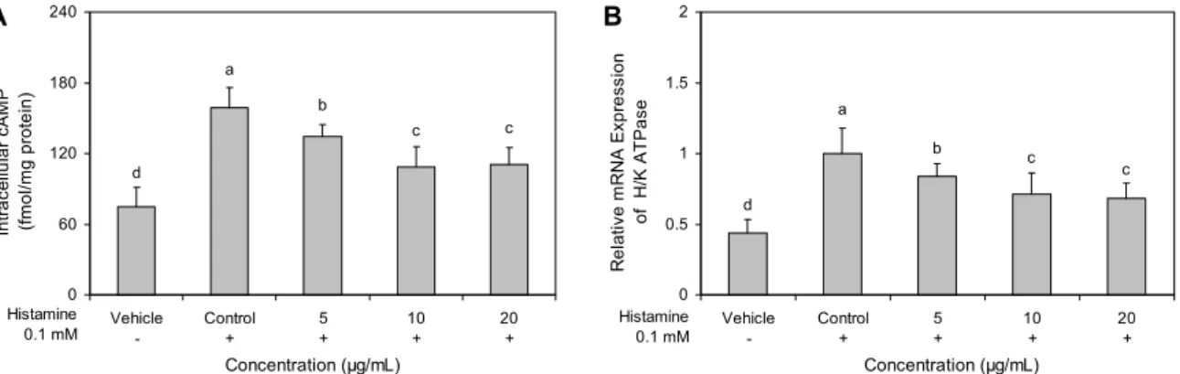 Fig. 6. Effect of mastic gum  (MG) on intracellular cAMP level (A) and H + /K +  ATPase (B) expression in primary cultured parietal  cells
