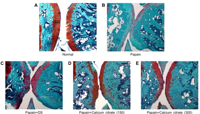 Fig. 4. Safranin O stain intensity of articular cartilage of tibial platues. (A) Stain intensity of red color increased in proportion  to proteoglycan content